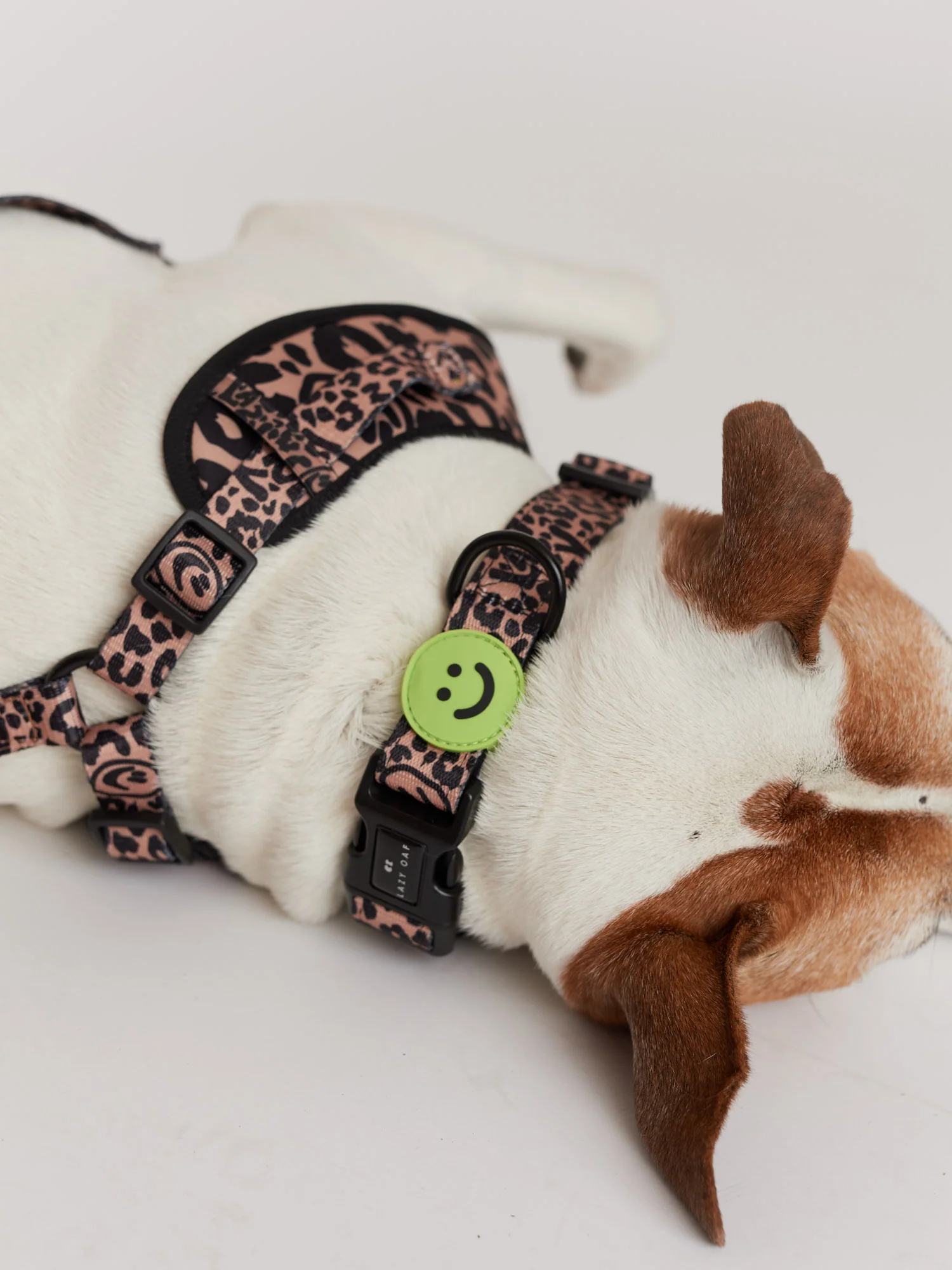 Eastend Dog Collar - Image 2