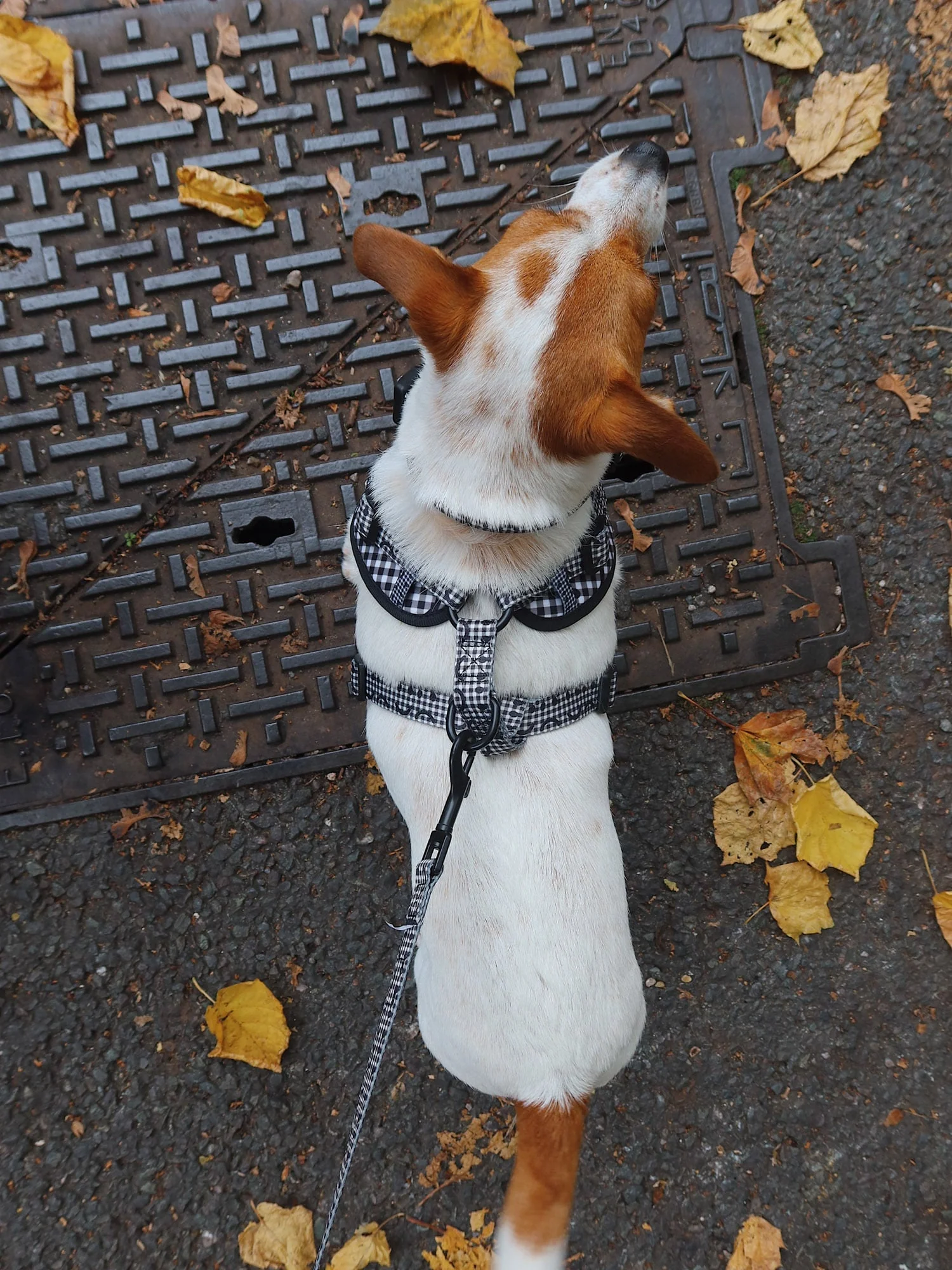 Happy Sad Gingham Dog Harness - Image 7